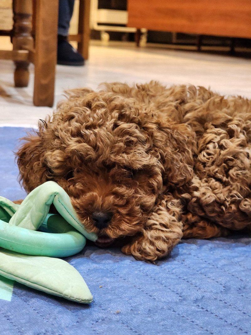 Akiro Ancoride (bleu) Mâle Caniche