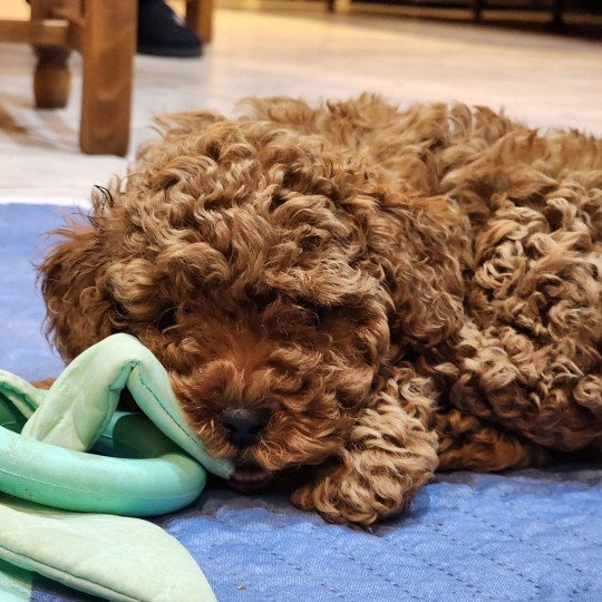 Akiro Ancoride (bleu) Mâle Caniche