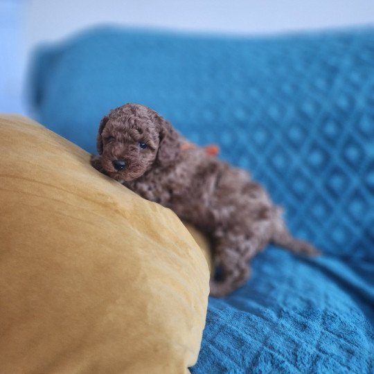 Arko Ancoride (rouge) Mâle Caniche