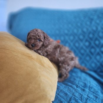 chiot Caniche fauve rouge Anko Ancoride (orange) Élevage du Royaume des P'tits Loups