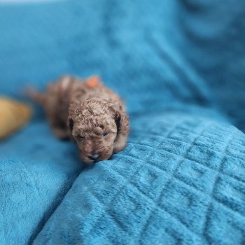 chiot Caniche fauve rouge Anko Ancoride (orange) Élevage du Royaume des P'tits Loups