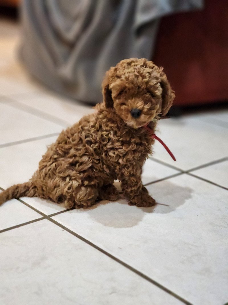 Arko Ancoride (rouge) Mâle Caniche