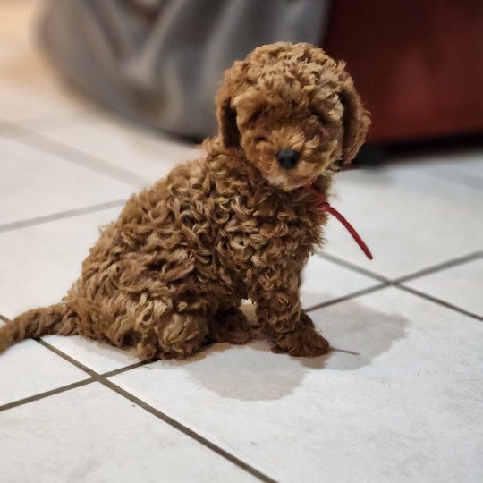 Arko Ancoride (rouge) Mâle Caniche