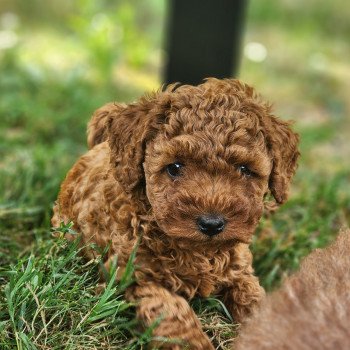 chiot Caniche Fauve rouge Angel Ancoride Élevage du Royaume des P'tits Loups chiot Caniche Fauve rouge Angel Ancoride Élevage du Royaume des P'tits Loups