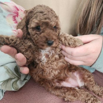 chiot Caniche fauve rouge Amber Ancoride Élevage du Royaume des P'tits Loups