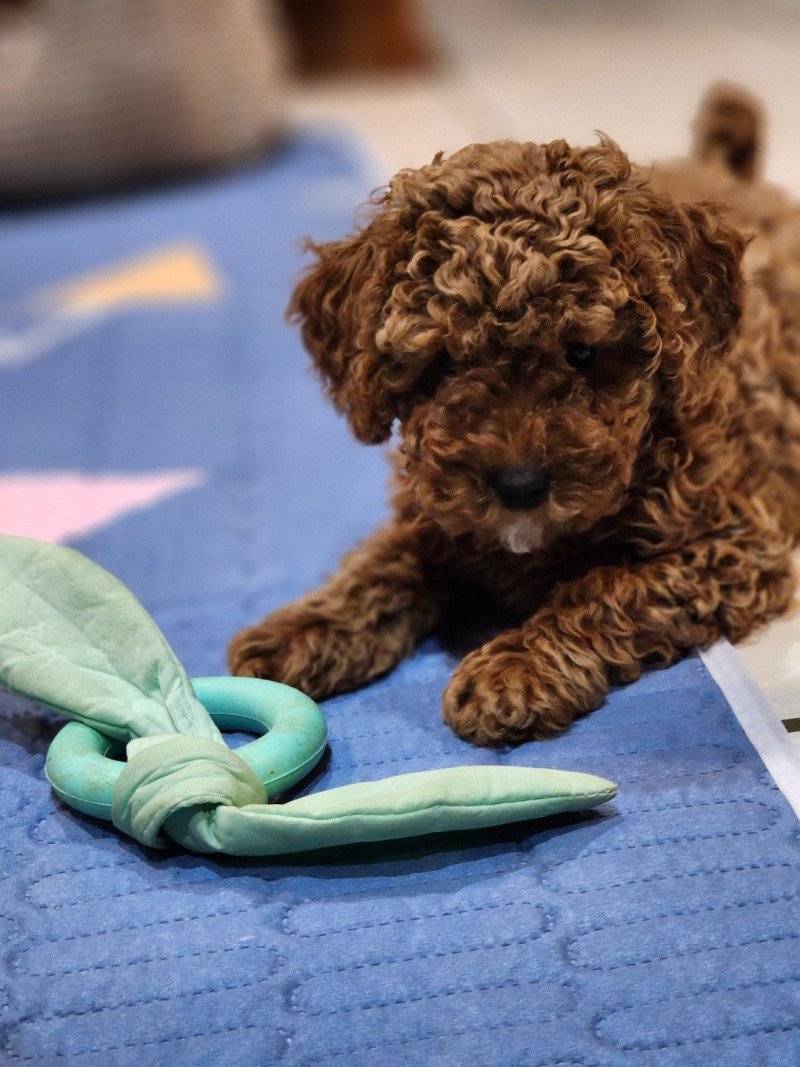 Amber Ancoride Femelle Caniche