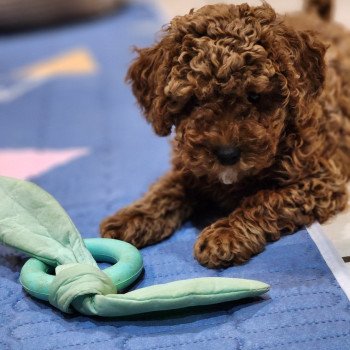 chiot Caniche fauve rouge Amber Ancoride Élevage du Royaume des P'tits Loups