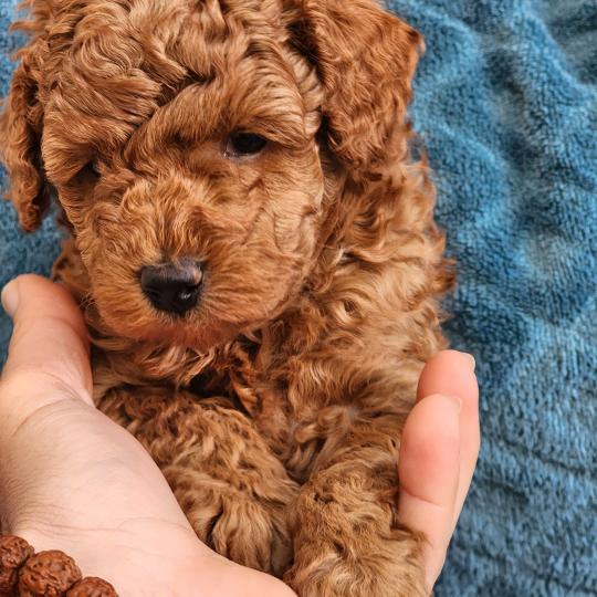 Basko Ancoride (réserver pour Laure en Haute Savoie) Mâle Caniche