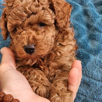 chiot Caniche fauve rouge B Élevage du Royaume des P'tits Loups