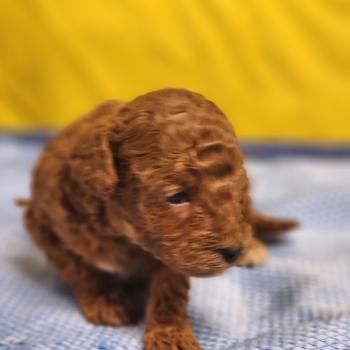 chiot Caniche fauve rouge B Élevage du Royaume des P'tits Loups