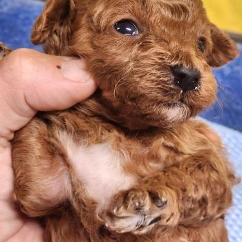chiot Caniche fauve rouge B Élevage du Royaume des P'tits Loups