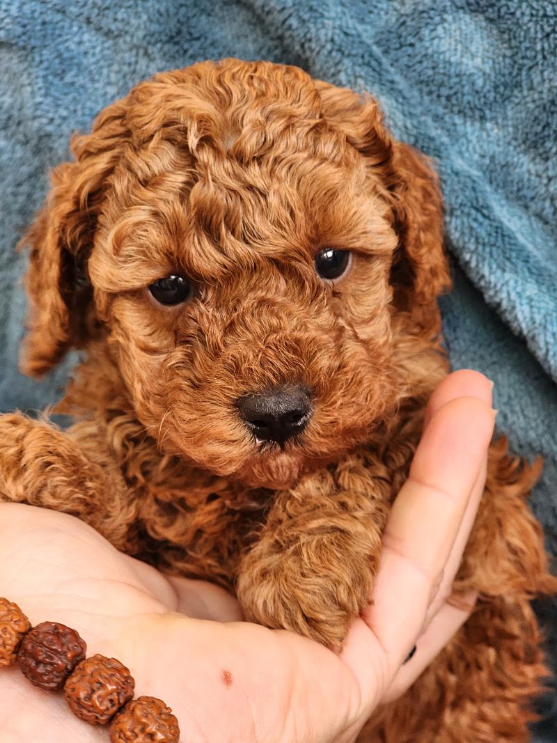 B Mâle Caniche