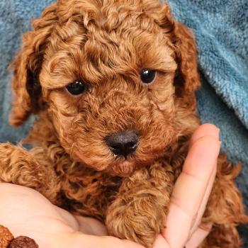 chiot Caniche fauve rouge B Élevage du Royaume des P'tits Loups