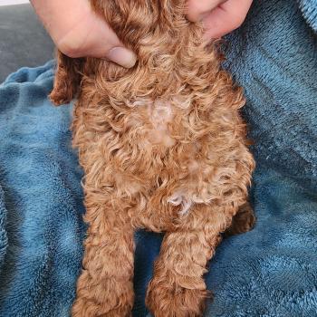chiot Caniche fauve rouge B Élevage du Royaume des P'tits Loups