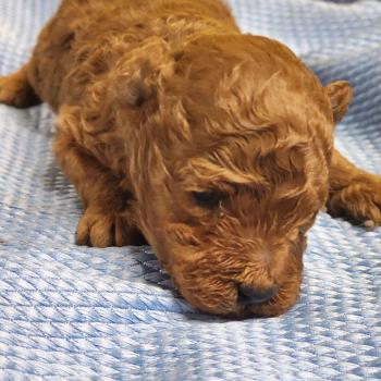 chiot Caniche fauve rouge B Élevage du Royaume des P'tits Loups