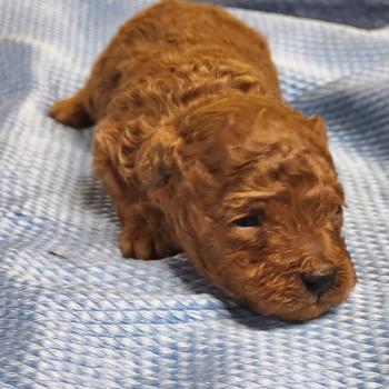 chiot Caniche fauve rouge B Élevage du Royaume des P'tits Loups