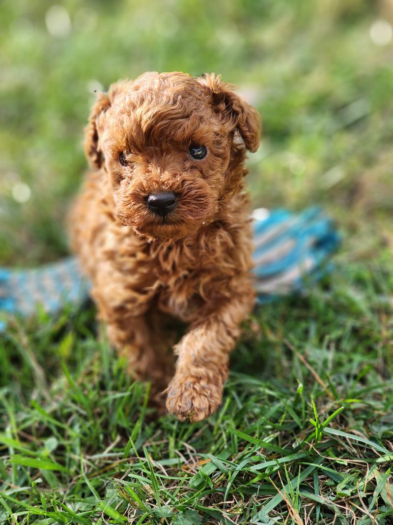 Boopi (Ancoride) Mâle Caniche