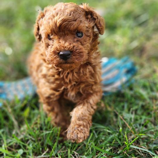 Boopi (Ancoride) Mâle Caniche