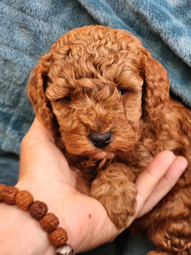 B Mâle Caniche