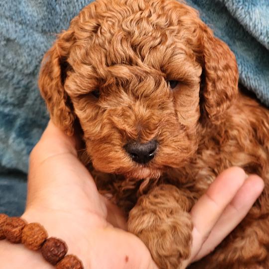 B Mâle Caniche