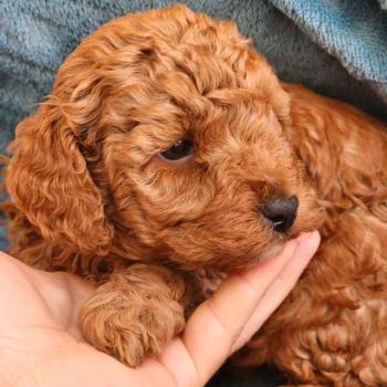 chiot Caniche fauve rouge B Élevage du Royaume des P'tits Loups
