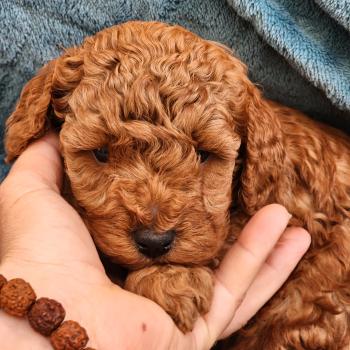 chiot Caniche fauve rouge B Élevage du Royaume des P'tits Loups