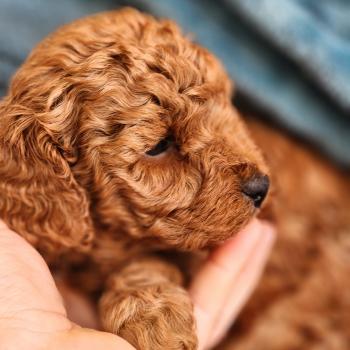 chiot Caniche fauve rouge B Élevage du Royaume des P'tits Loups