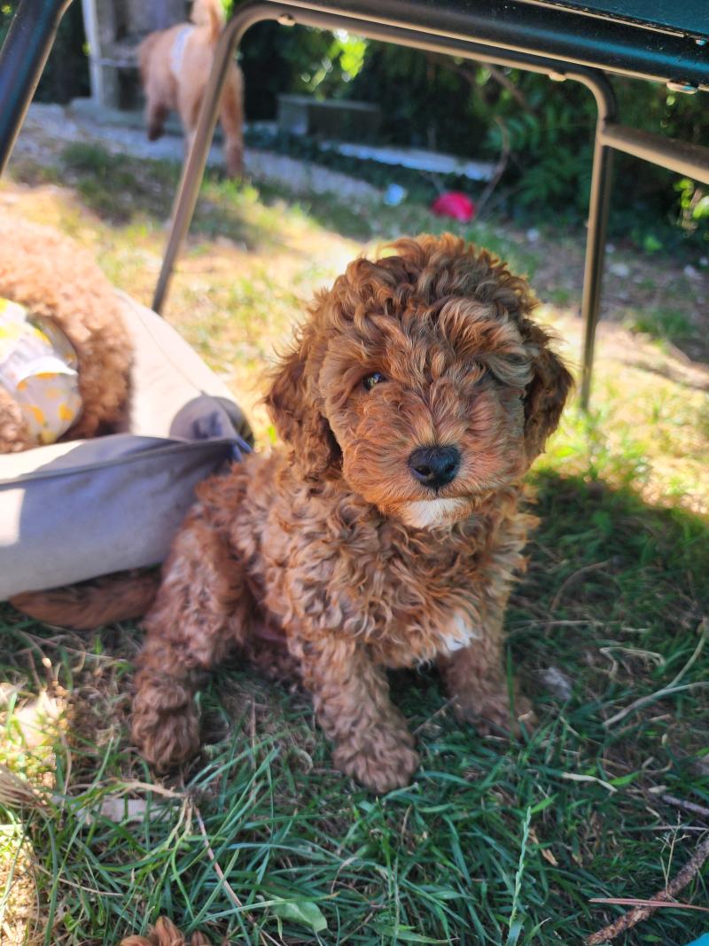 B Mâle Caniche