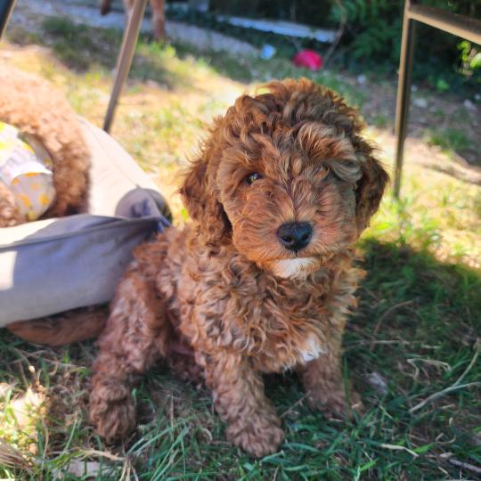 B Mâle Caniche