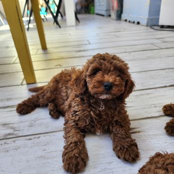 chiot Caniche fauve rouge B Élevage du Royaume des P'tits Loups