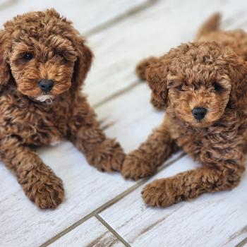 chiot Caniche fauve rouge B Élevage du Royaume des P'tits Loups