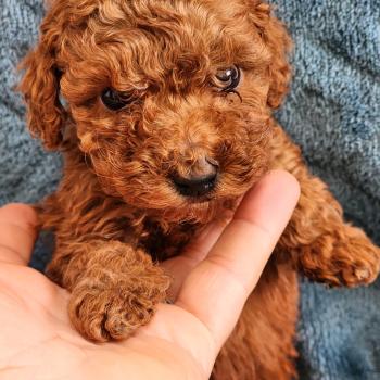 chiot Caniche fauve rouge B Élevage du Royaume des P'tits Loups