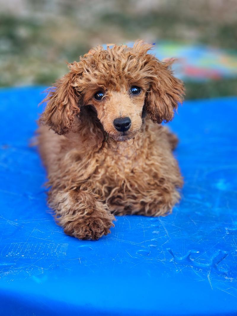 Bipbop Femelle Caniche