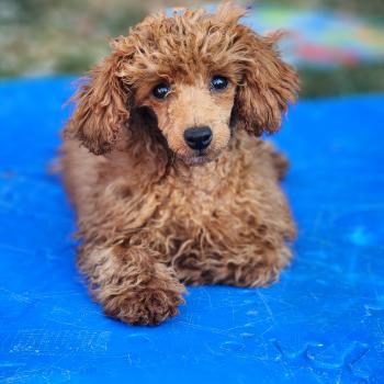 chiot Caniche fauve rouge Bipbop Élevage du Royaume des P'tits Loups