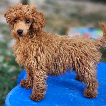 chiot Caniche fauve rouge Bipbop Élevage du Royaume des P'tits Loups