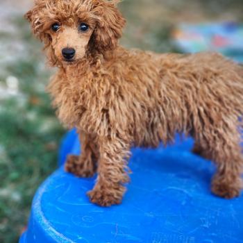 chiot Caniche fauve rouge Bipbop Élevage du Royaume des P'tits Loups