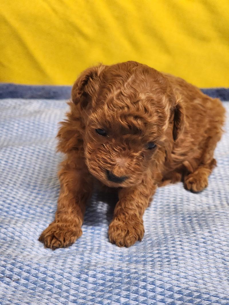 B3 (Ancoride, petite tâche blc plastron) Femelle Caniche