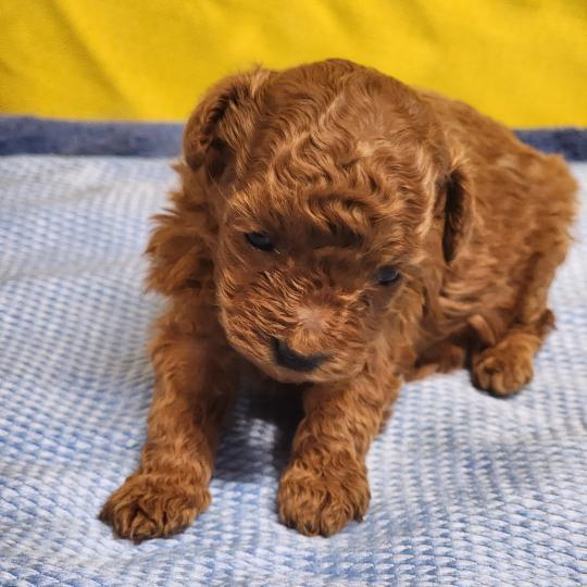 B Femelle Caniche