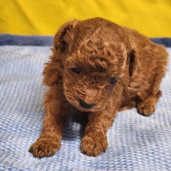 chiot Caniche fauve rouge B Élevage du Royaume des P'tits Loups