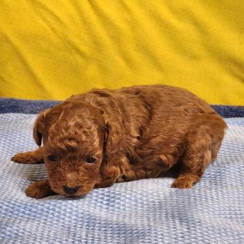 chiot Caniche fauve rouge B Élevage du Royaume des P'tits Loups