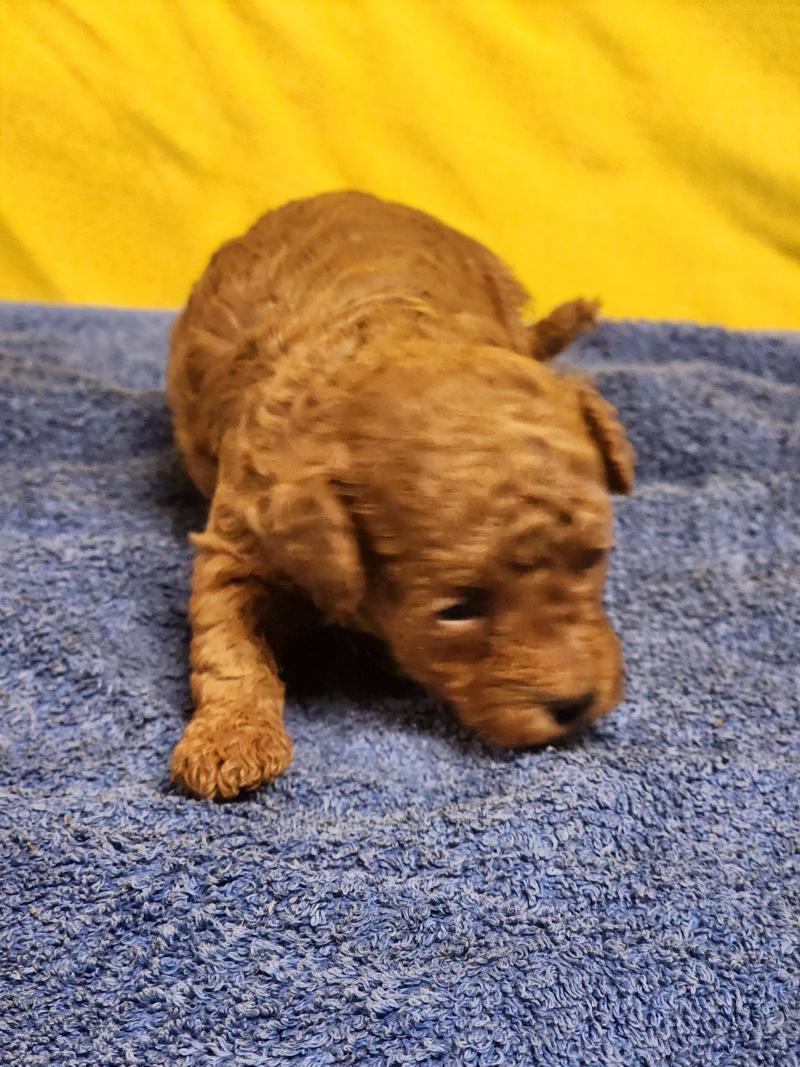 B2 (Ancoride, grosse tâche blc plastron)) Femelle Caniche