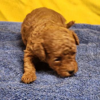 chiot Caniche fauve rouge B Élevage du Royaume des P'tits Loups