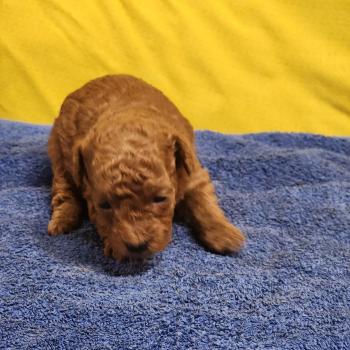 chiot Caniche fauve rouge B Élevage du Royaume des P'tits Loups