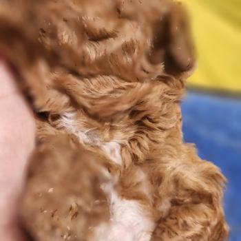 chiot Caniche fauve rouge B Élevage du Royaume des P'tits Loups