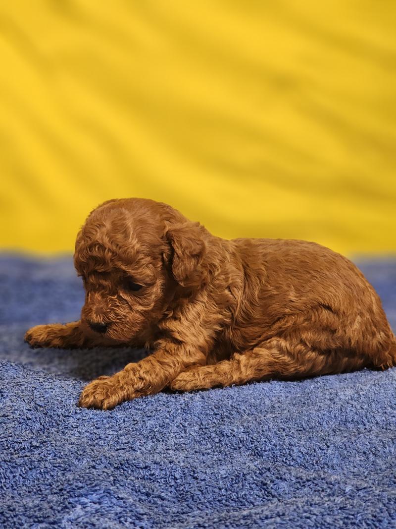 B1 (Ancoride) Femelle Caniche