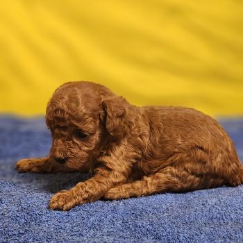 chiot Caniche fauve rouge B Élevage du Royaume des P'tits Loups