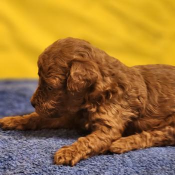 chiot Caniche fauve rouge B Élevage du Royaume des P'tits Loups