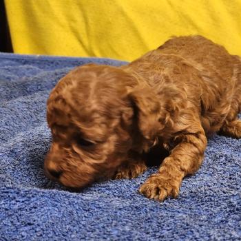 chiot Caniche fauve rouge B Élevage du Royaume des P'tits Loups