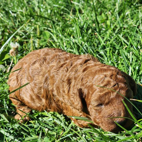 Bip Ancoride Mâle Caniche