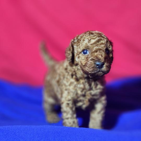 Bip Ancoride (réservé) Mâle Caniche